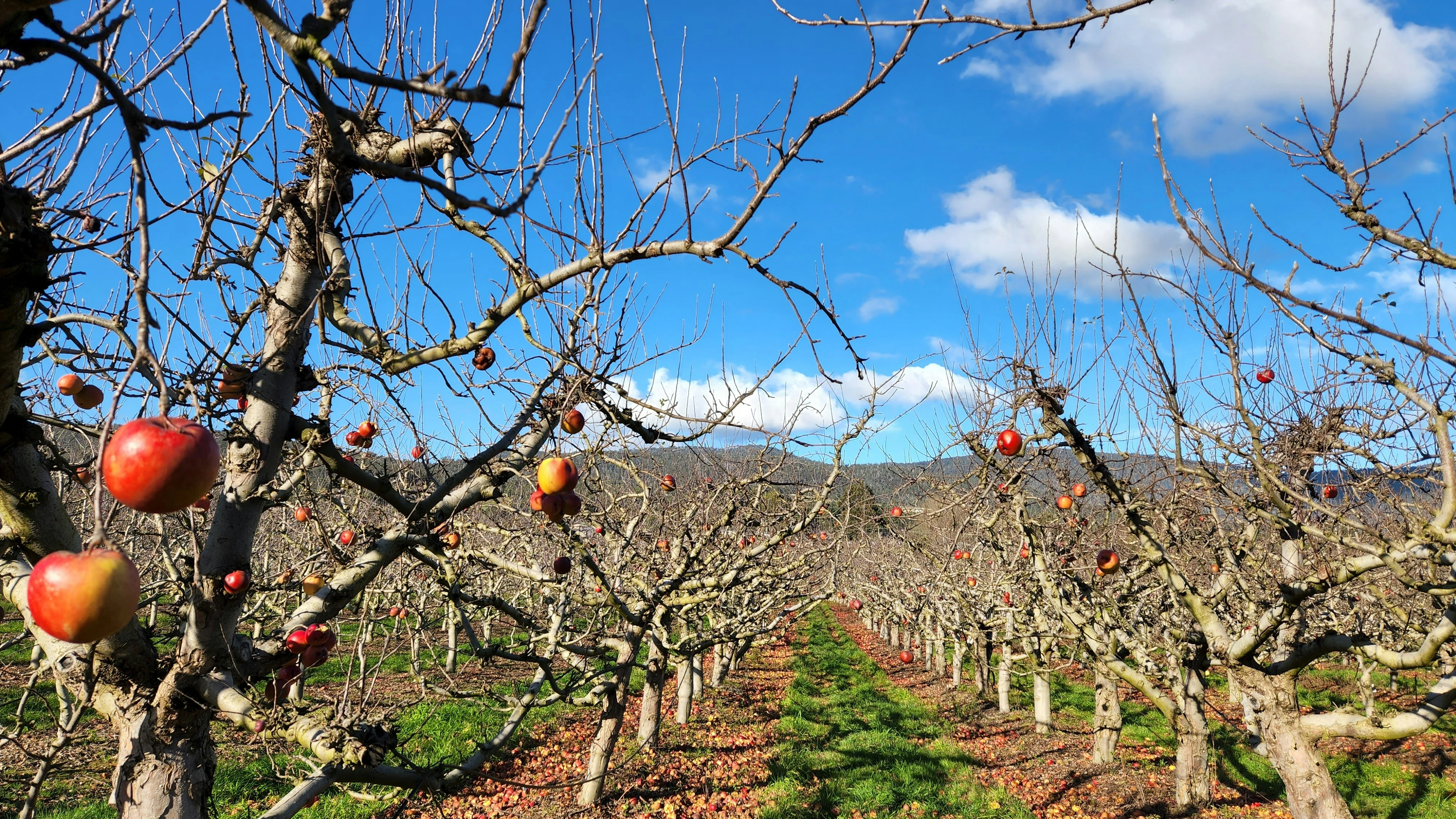 Fruit picking in an Australian orchard